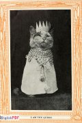 Kittens And Cats PDF Download