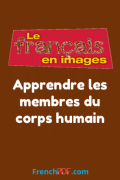 Apprendre les membres du corps humain – le français en image