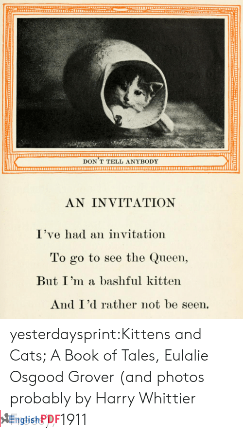 Kittens and cats 01 Kittens and cats 01