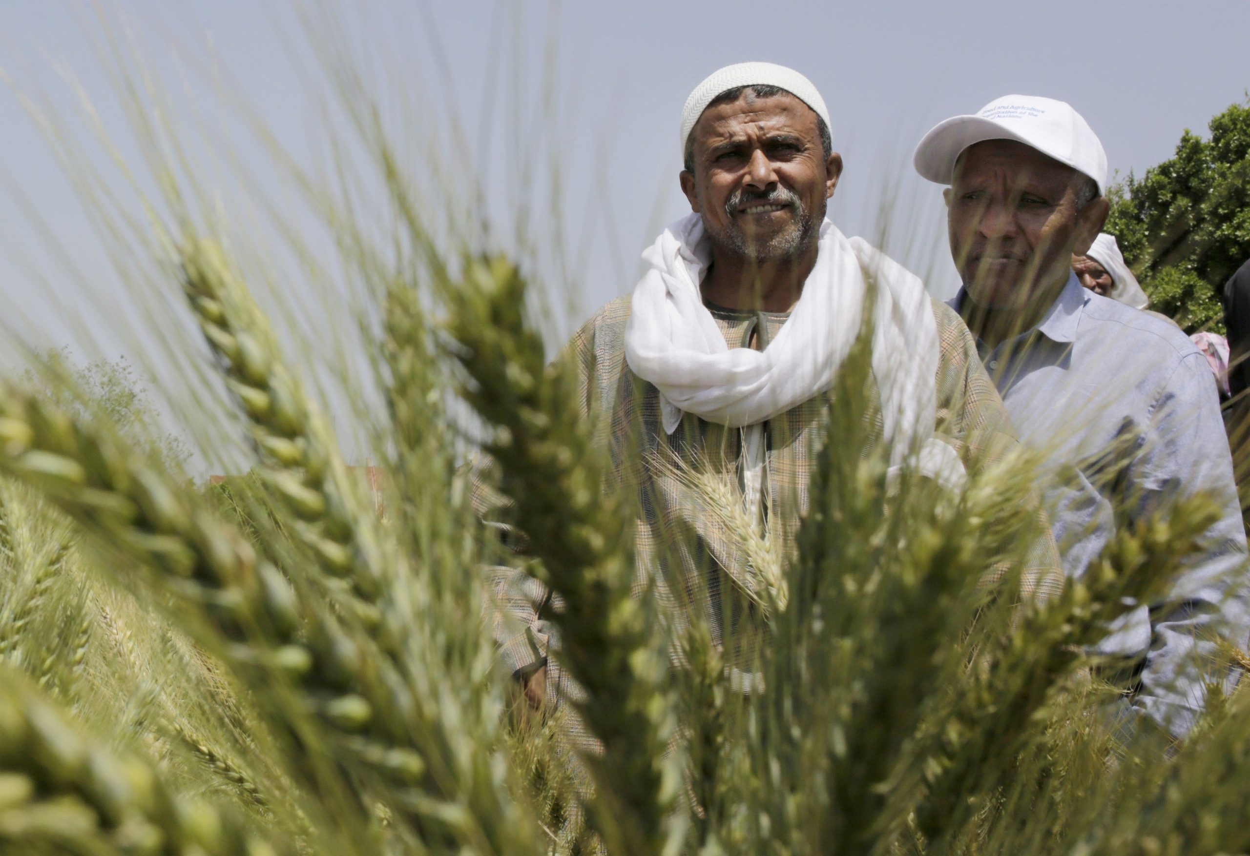 Egyptian20Farmers