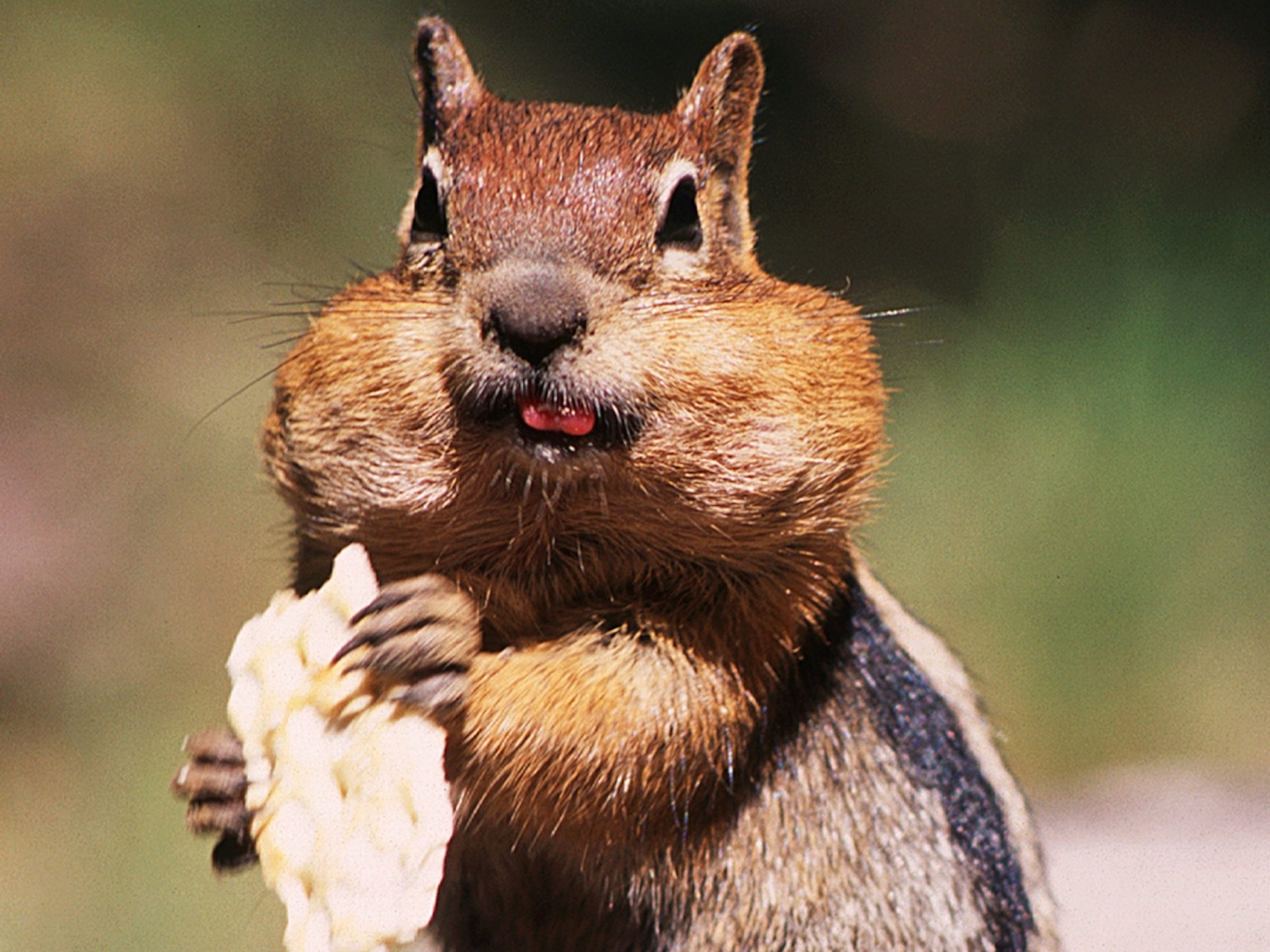 chipmunk cheeks 4x3