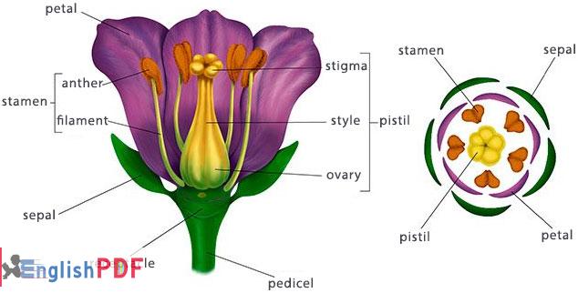 flowering plants